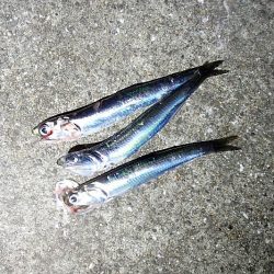 1回のアタリを仕留めた!