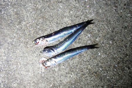 1回のアタリを仕留めた!