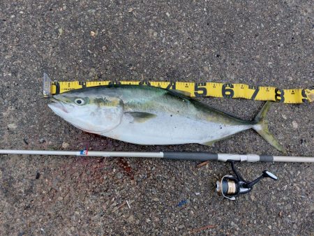 プチsalt water game