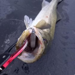 久しぶりの朝マヅメ釣行