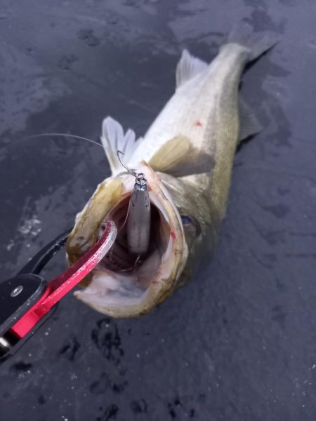 久しぶりの朝マヅメ釣行