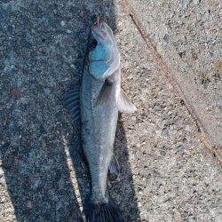 ようやく土曜日以外にルアーで釣れました