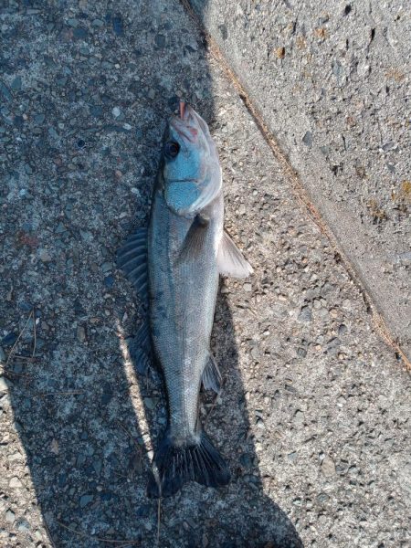 ようやく土曜日以外にルアーで釣れました