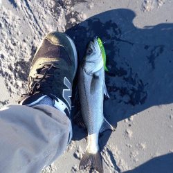 朝マヅメにまさかのサバ