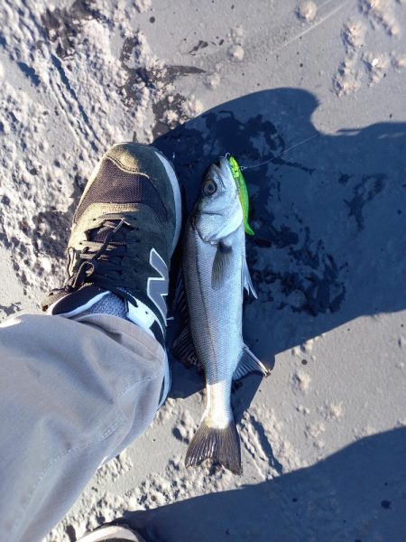 朝マヅメにまさかのサバ