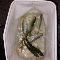 プチファミリーフィッシング　GAME