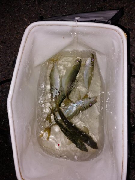 プチファミリーフィッシング　GAME