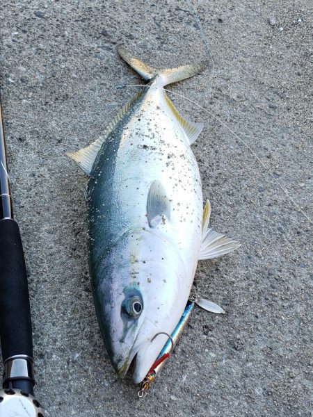 何とか１つでした。カタクチイワシはいます。