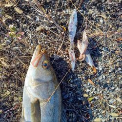 最後の秋爆かも