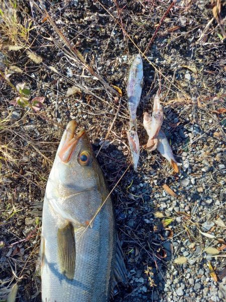 最後の秋爆かも