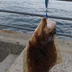 アジング～シーバス