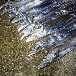 タチウオ ツ抜け