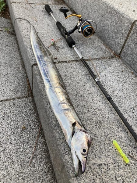 ⭐︎久しぶりのタチウオ！