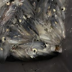 我慢の釣りでした