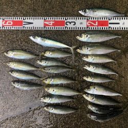 アジ釣り⑪
