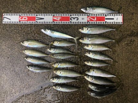 アジ釣り⑪