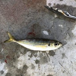 朝マヅメアジング