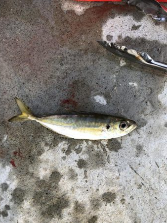 朝マヅメアジング