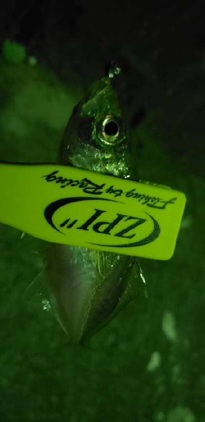 久々の佐野漁港