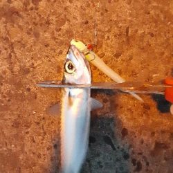 湾奥タチウオ調査2日目