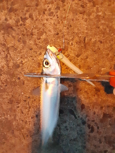 湾奥タチウオ調査2日目