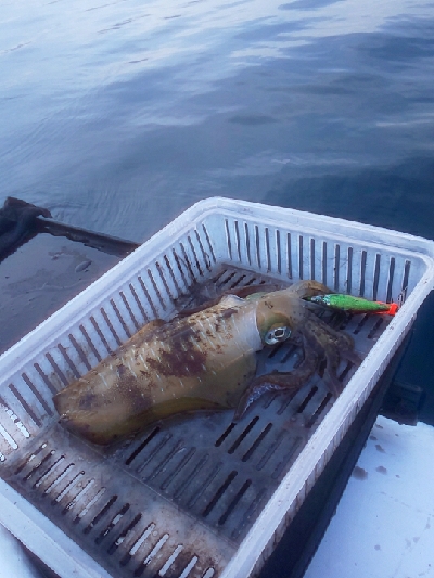 ゴムボティップラン