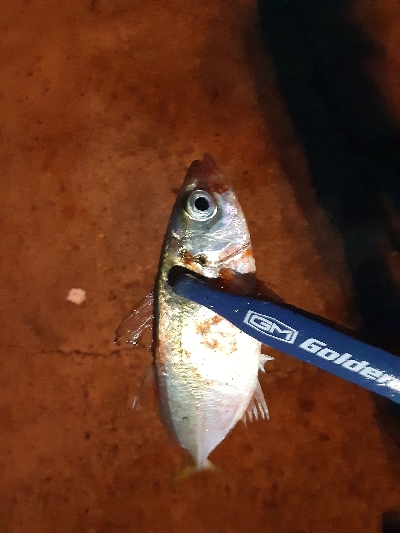 タチウオ調査3日目