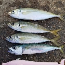 朝マズメのアジ