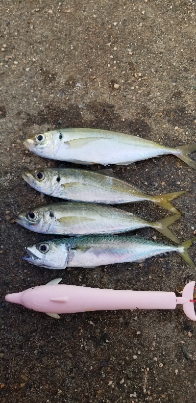 朝マズメのアジ