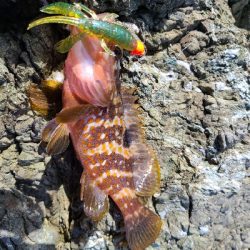 ショアジギ不調、アジング好調