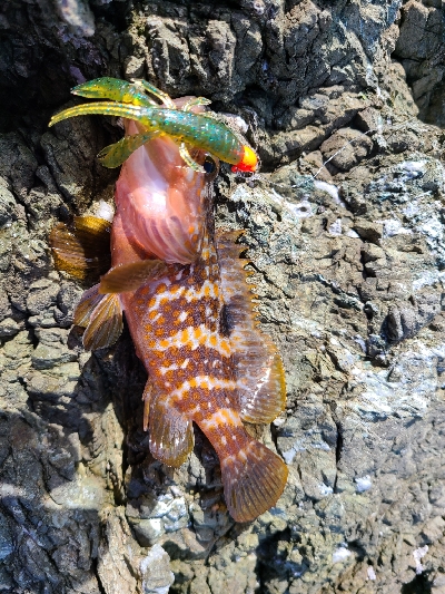 ショアジギ不調、アジング好調