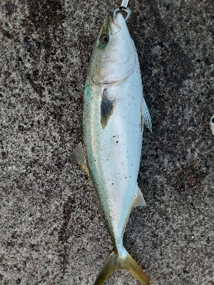 青物自己新記録