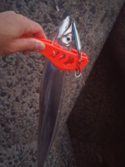 今シーズン初太刀魚