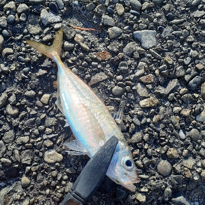 アジがつれだしてました！