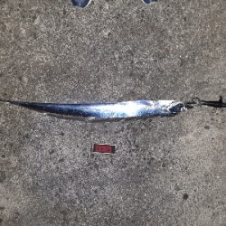 夕まずめタチウオ