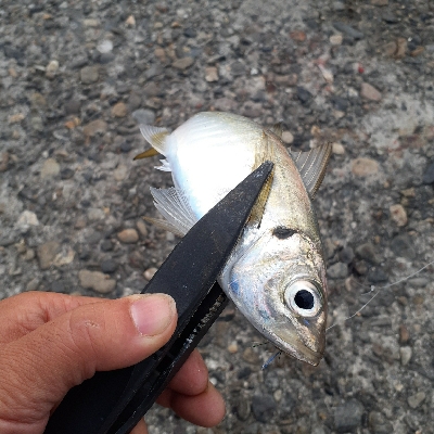 太刀魚いまいちかかわりに、アジが良くなってきたかな。