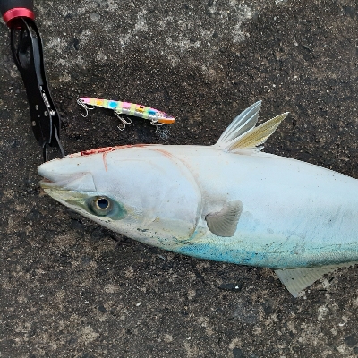 ハマチ～メジロまわってますね