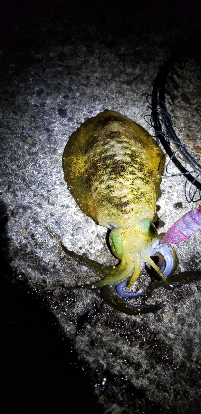 半夜 釣行 ゆうまづめ。