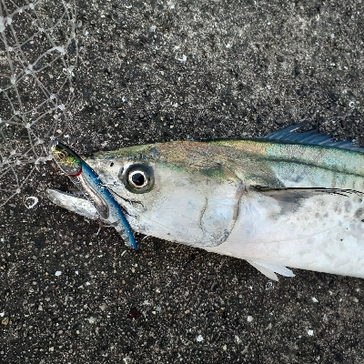 サゴシ~サワラ多くなってきました