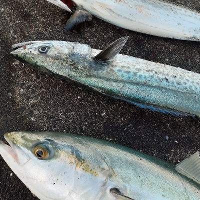 サゴシ~サワラたま~にメジロ