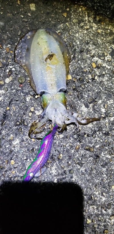 数釣り～　エギング