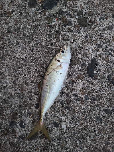 良型サイズがぞくぞくと