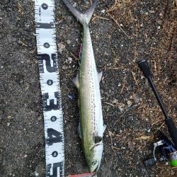 色々釣れました！