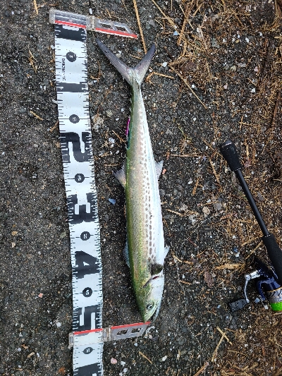 色々釣れました！