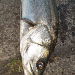 南港湾奥　タチウオ✕　シーバス○　