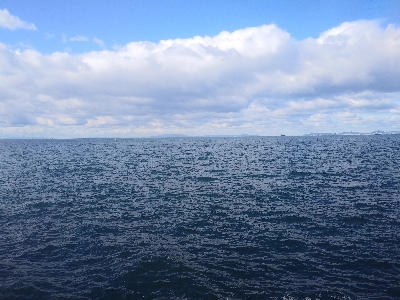 サゴシじゃなかったのね