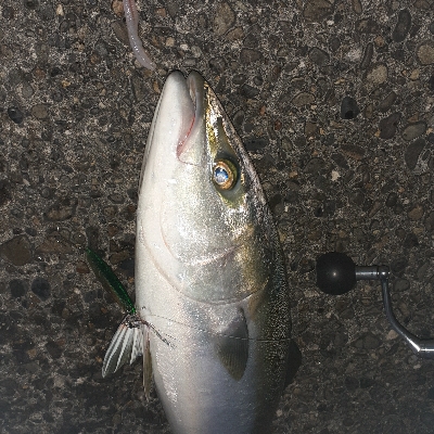 粘ってサゴシとメジロ