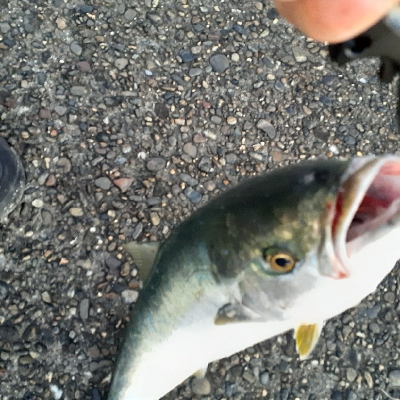 ハマチ～メジロ祭になってます！