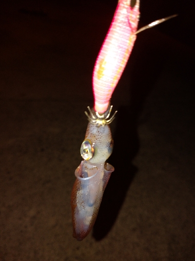 シーズン初ヒイカ