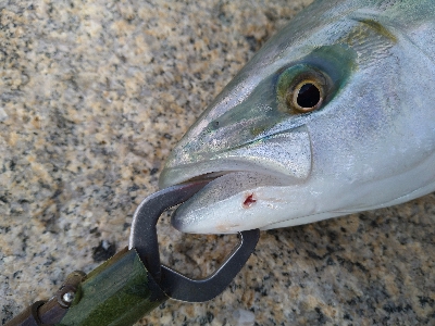 何とかハマチゲット!